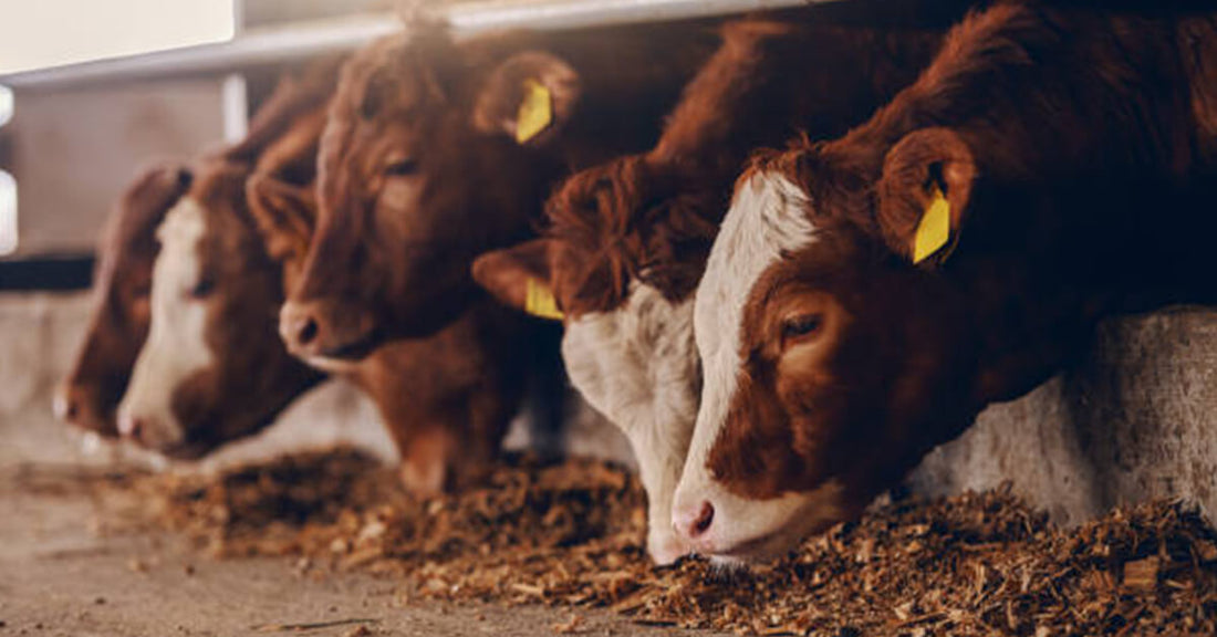 A Golden Upgrade: Why Switch to A2 Desi Cow Ghee