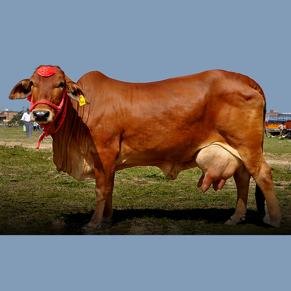 The Sahiwal Cow: A Powerhouse of Milk and Strength