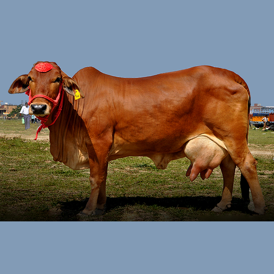 The Sahiwal Cow: A Powerhouse of Milk and Strength