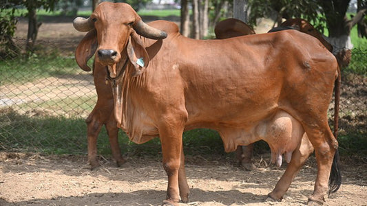 The Pride of India - Gir Cow